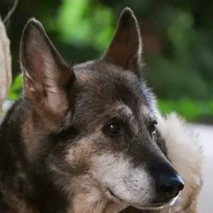 Meet your Posher, Suzanne